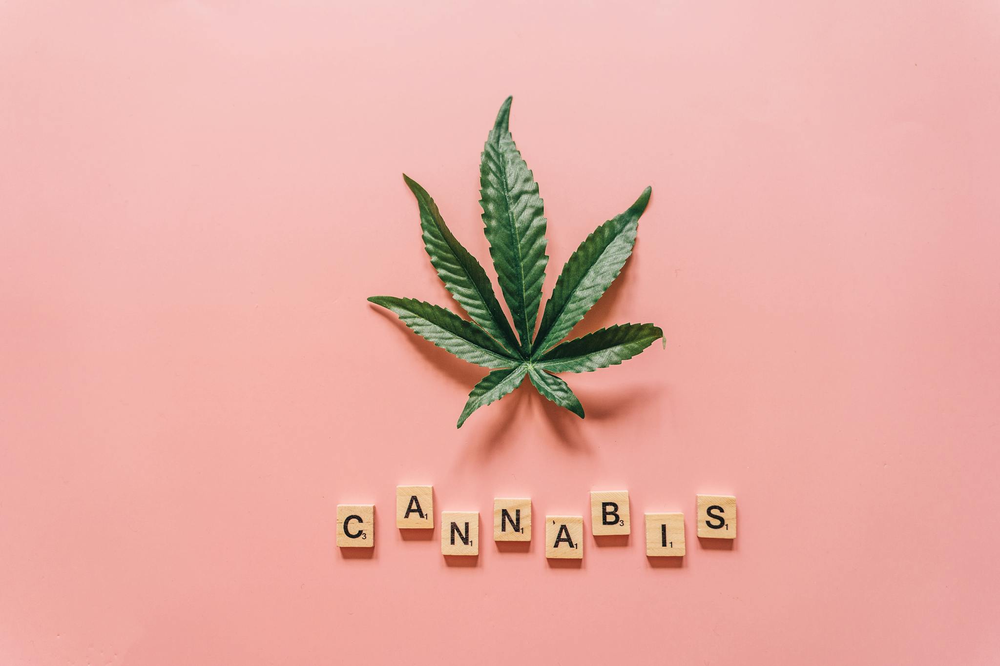 Flat lay of a cannabis leaf with wooden letters spelling 'cannabis' on pink.